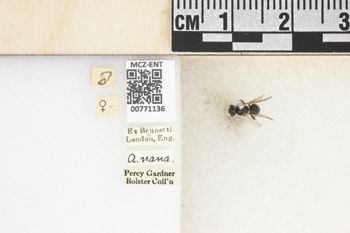 Media type: image;   Entomology 771136 Aspect: Labels